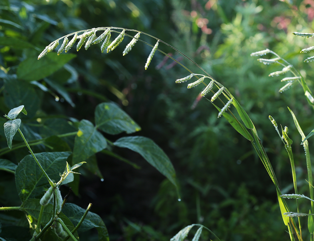 Изображение особи Eriochloa villosa.