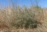 Petrosimonia triandra. Цветущее растение. Крым, Севастополь, окр. пос. Орловка. 14.09.2025.