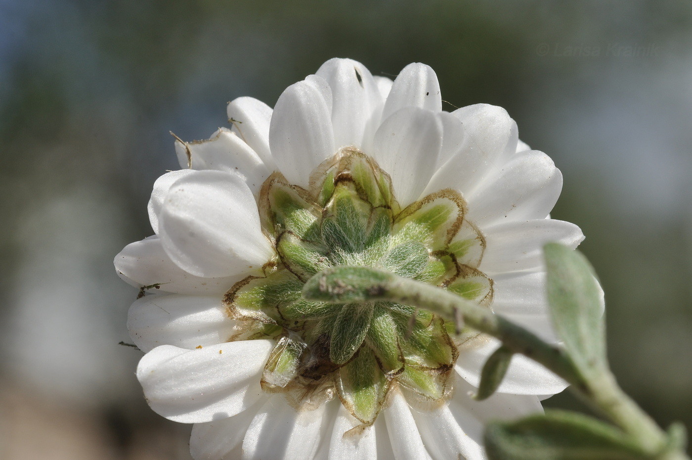 Image of genus Chrysanthemum specimen.
