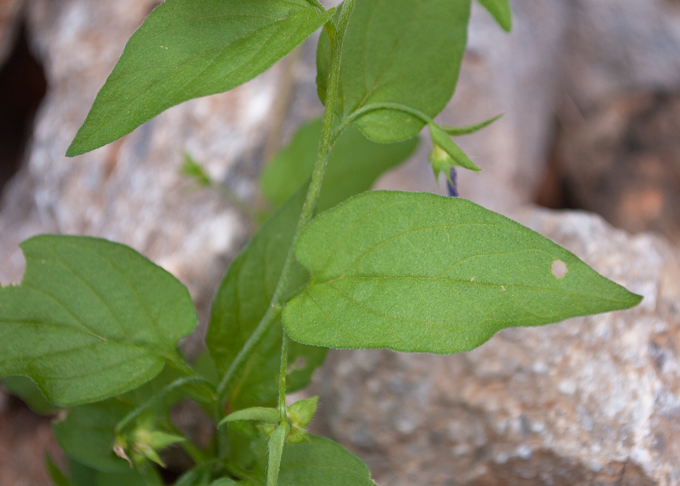 Изображение особи Convolvulus siculus.