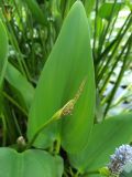 Pontederia cordata. Соплодие и листья. Абхазия, г. Сухум, Сухумский ботанический сад, пруд. 13.08.2024.