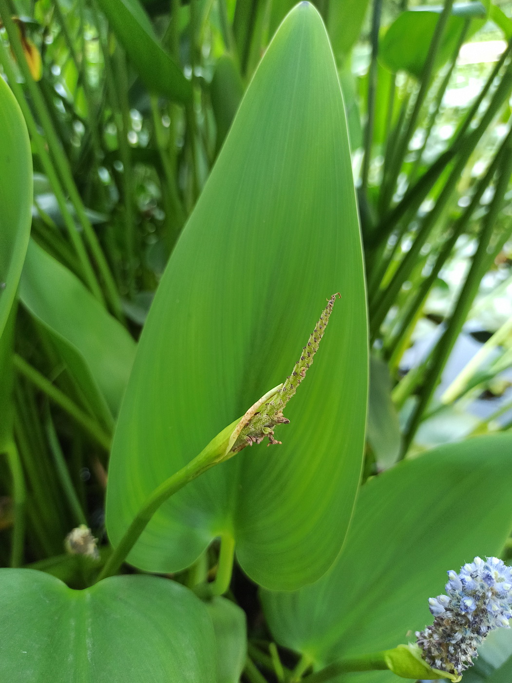 Image of Pontederia cordata specimen.