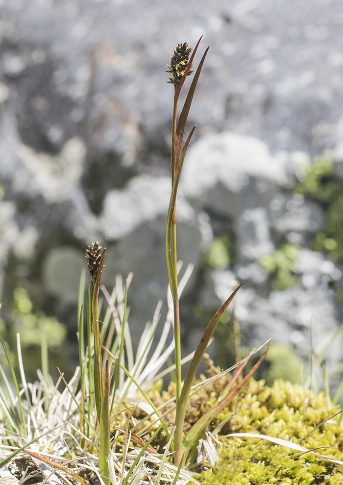 Изображение особи род Luzula.