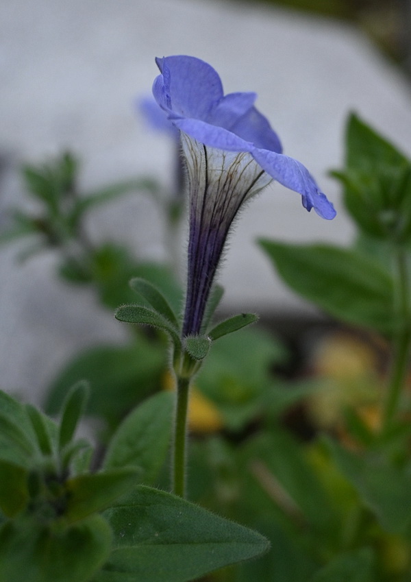 Image of Unknown species specimen.