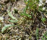 Изображение особи. Автор - Александр Лебедев