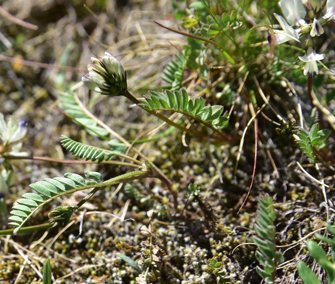 Изображение особи род Oxytropis.
