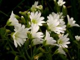 Cerastium arvense