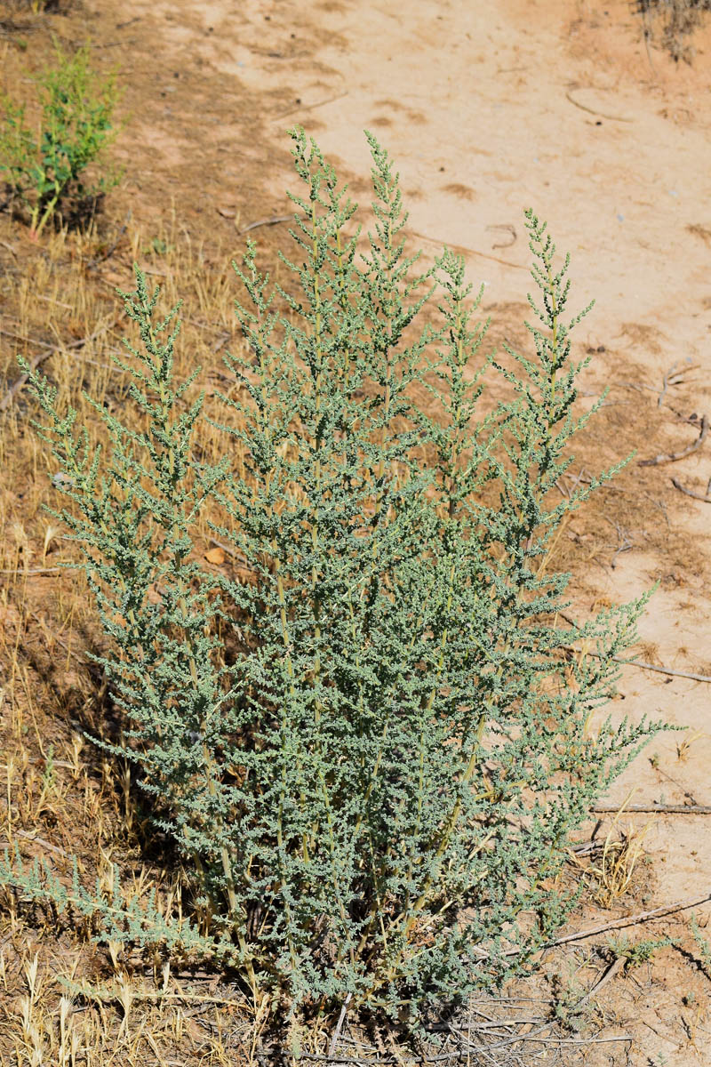 Image of familia Chenopodiaceae specimen.