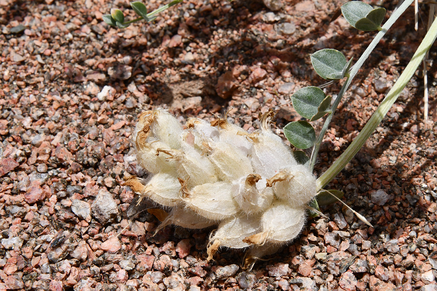 Image of Astragalus ellipsoideus specimen.