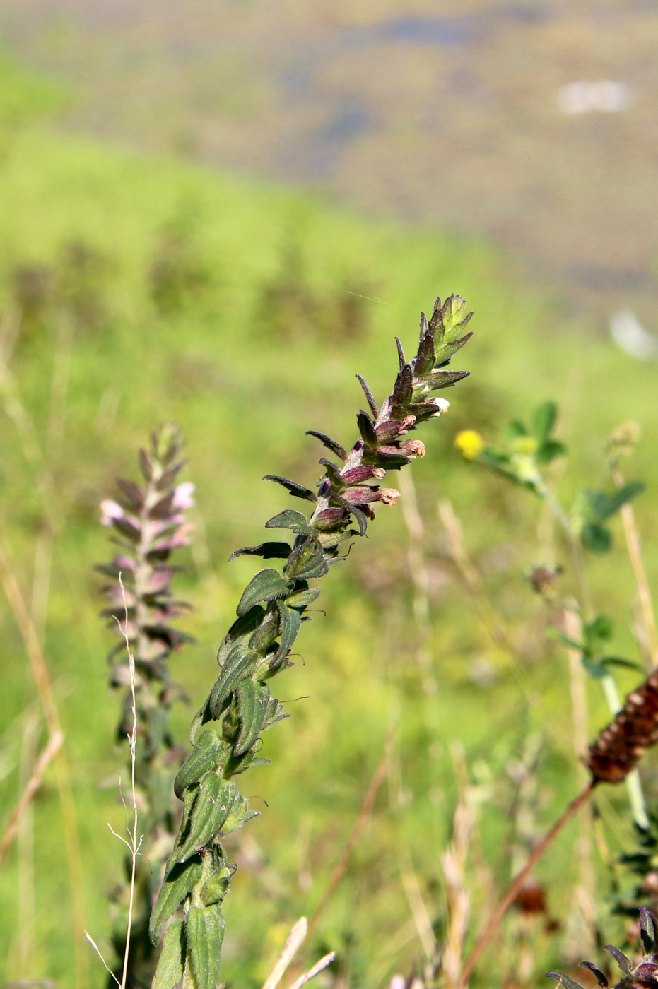 Image of Odontites vulgaris specimen.