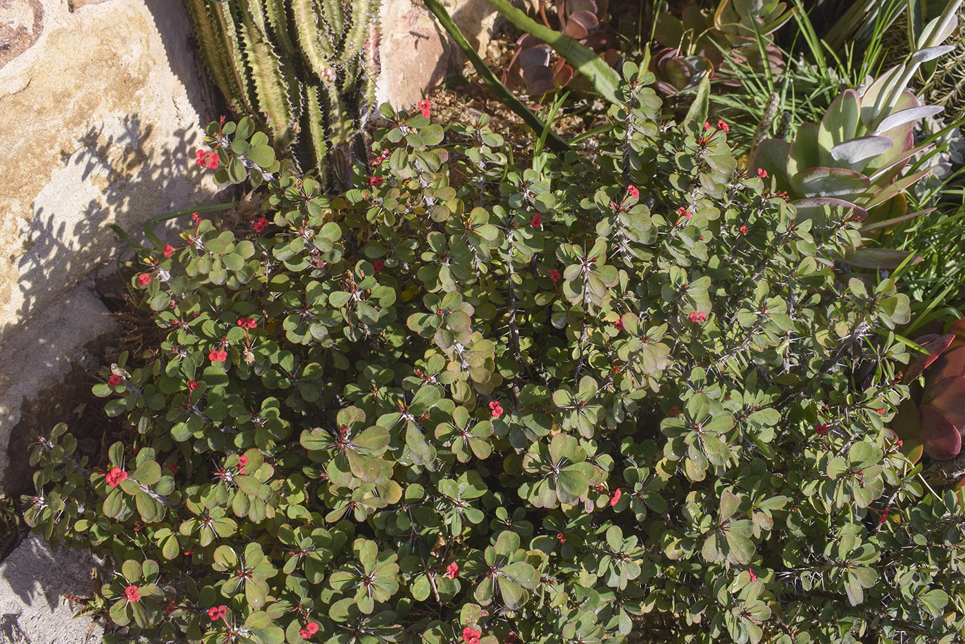 Изображение особи Euphorbia splendens.