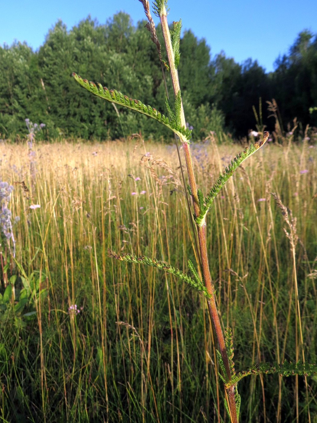 Изображение особи Achillea asiatica.