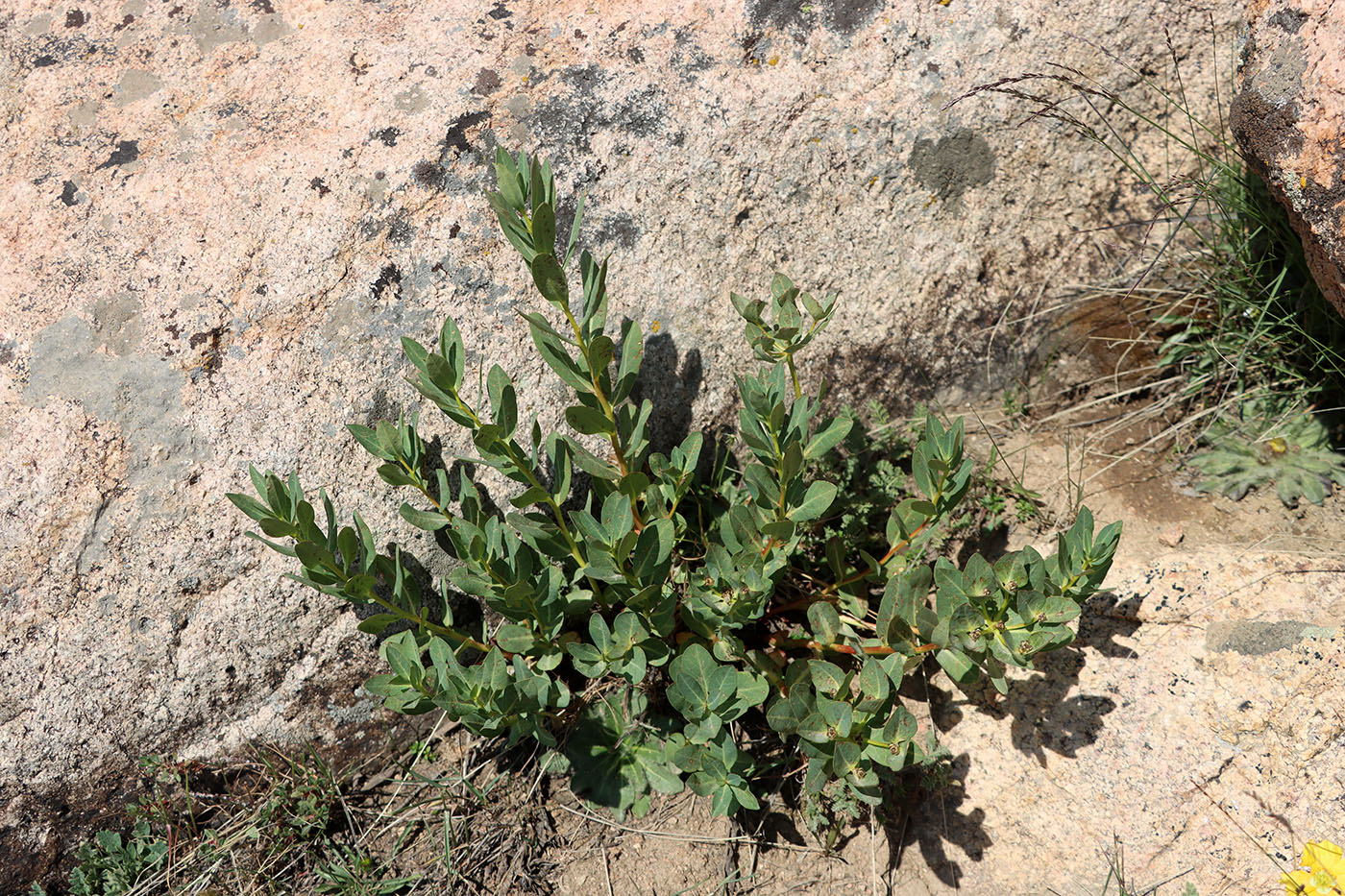 Изображение особи Euphorbia sarawschanica.