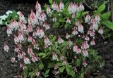 Tiarella cordifolia. Цветущее растение. Белгородская обл., пос. Ракитное, ул. Сосновая, 2, в культуре. 13 мая 2023 г.