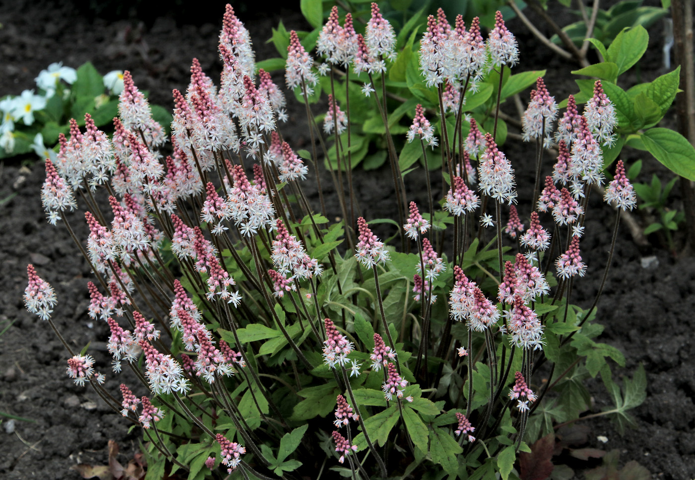 Изображение особи Tiarella cordifolia.