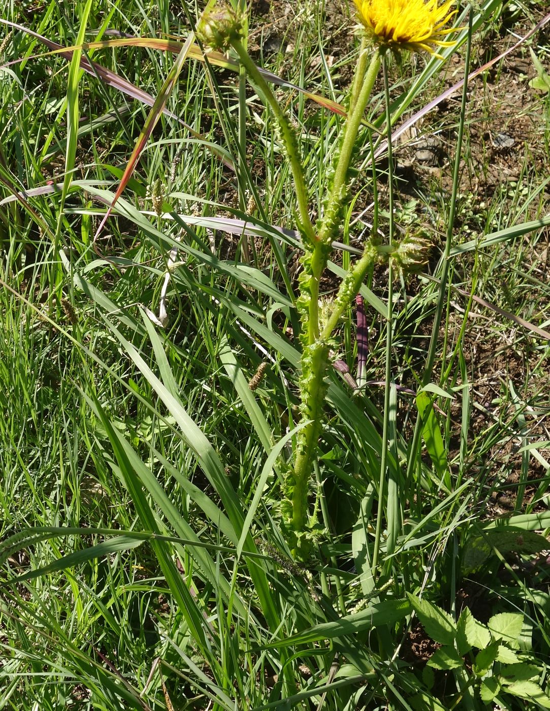 Изображение особи Berkheya radula.