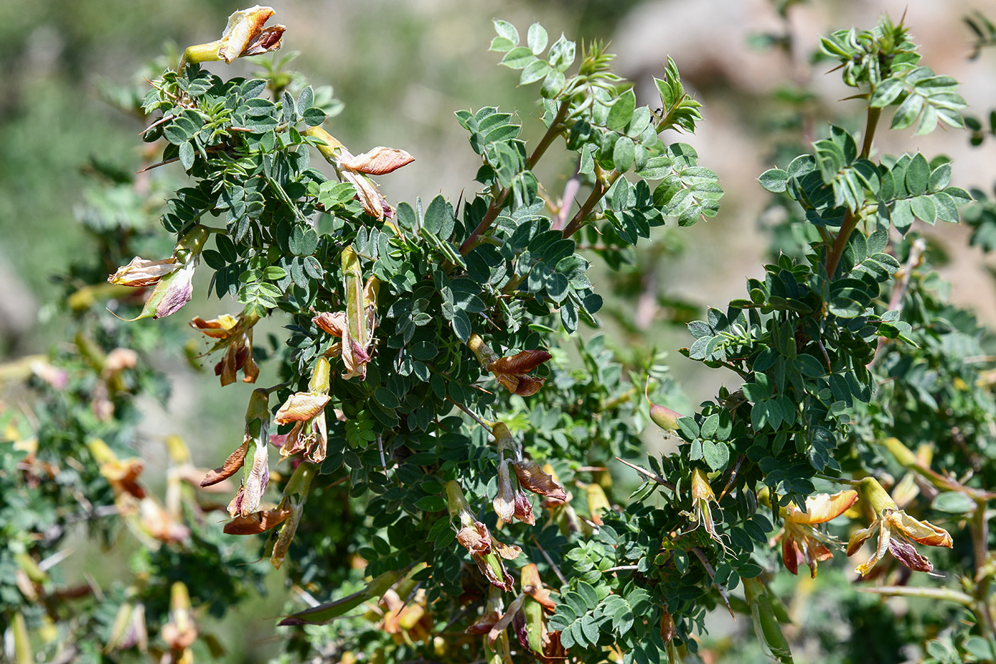 Изображение особи Caragana acanthophylla.