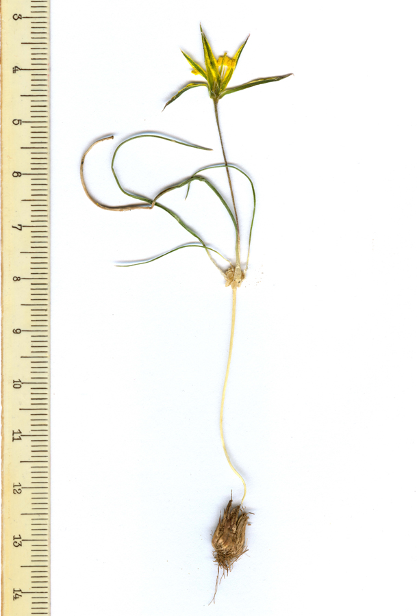 Image of Gagea bergii specimen.