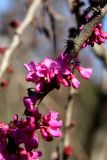 Cercis chinensis. Часть ветви с цветками. Краснодарский край, Сочи, Адлерский р-н, парк \"Южные культуры\", в культуре. 20 февраля 2026 г.