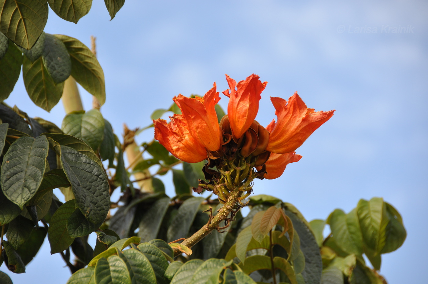 Image of Spathodea campanulata specimen.