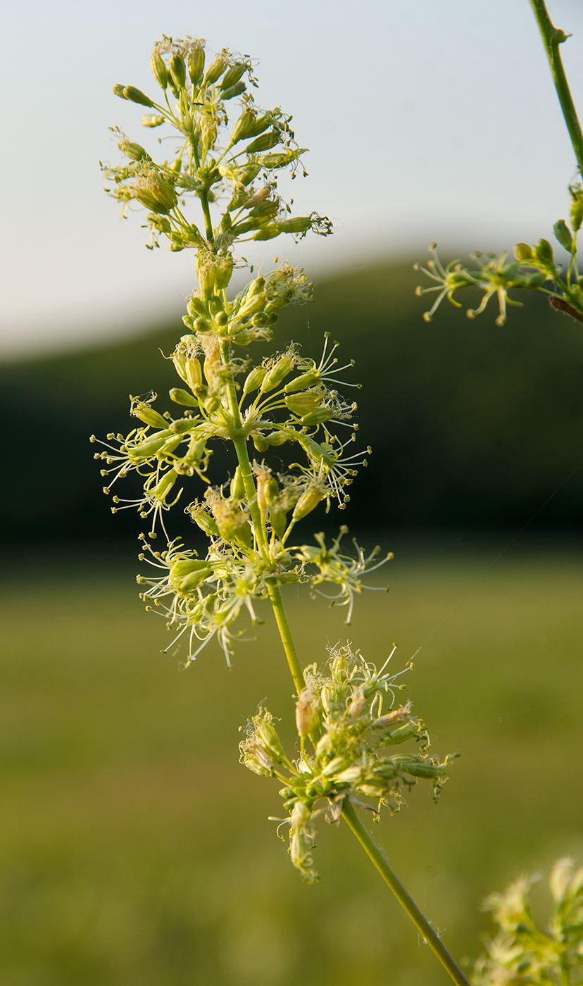 Image of Silene borysthenica specimen.