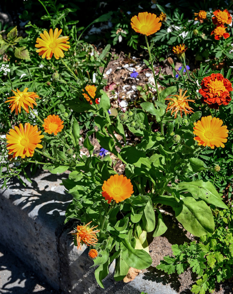 Изображение особи Calendula officinalis.