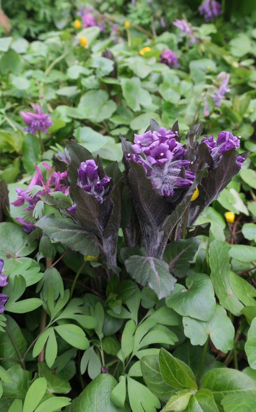 Изображение особи Physochlaina orientalis.
