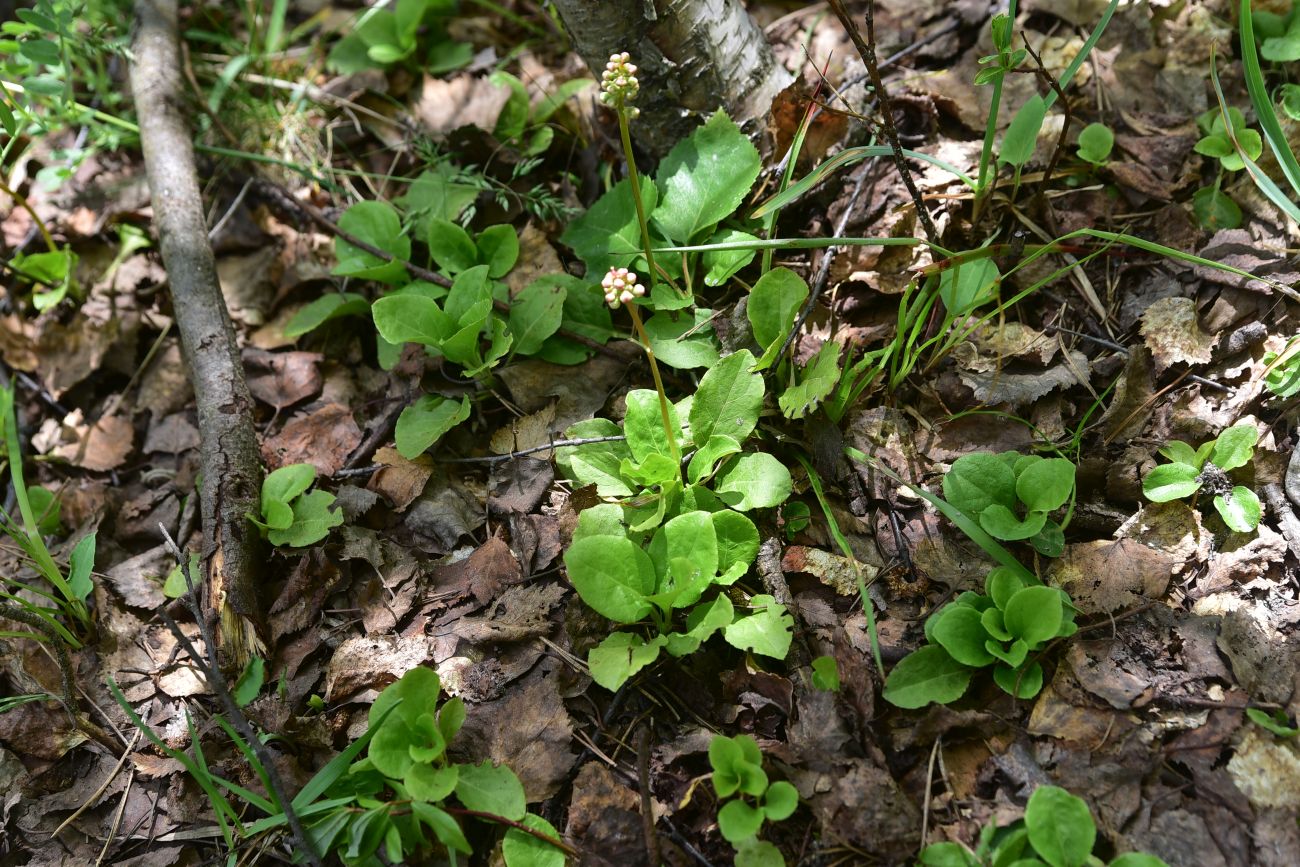 Image of Unknown species specimen.