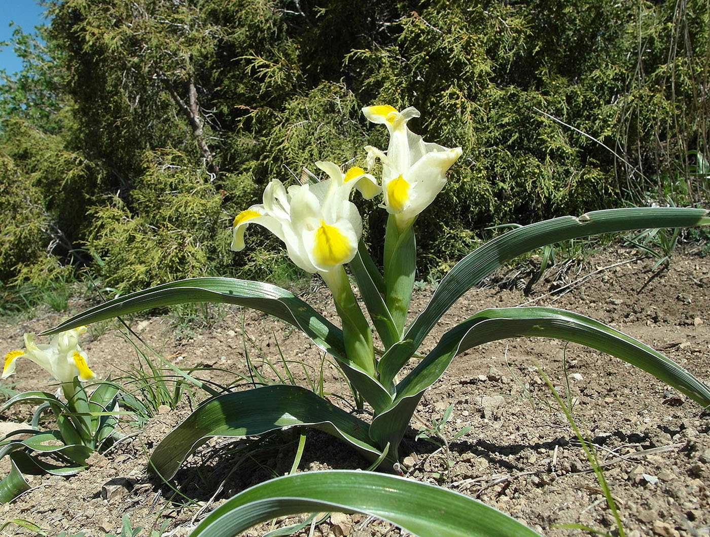 Image of Juno orchioides specimen.