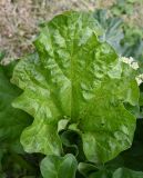 genus Rheum. Лист. Тульская обл., Богородицкий р-н, пос. Товарковский, дачный участок. 30.05.2026.