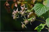 Rubus idaeus. Верхушка побега с формирующимися плодами. Московская обл., Раменский р-н, окр. дер. Хрипань, садовый участок. 13.06.2026.
