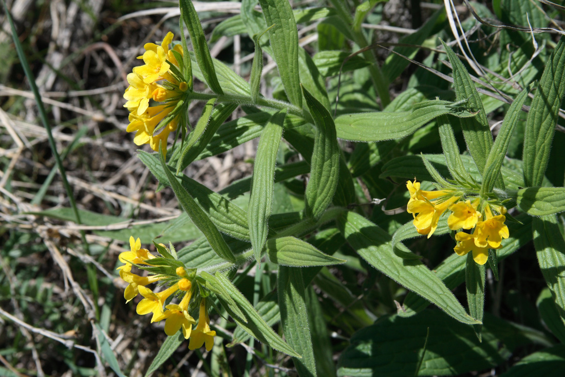 Image of Ulugbekia tschimganica specimen.