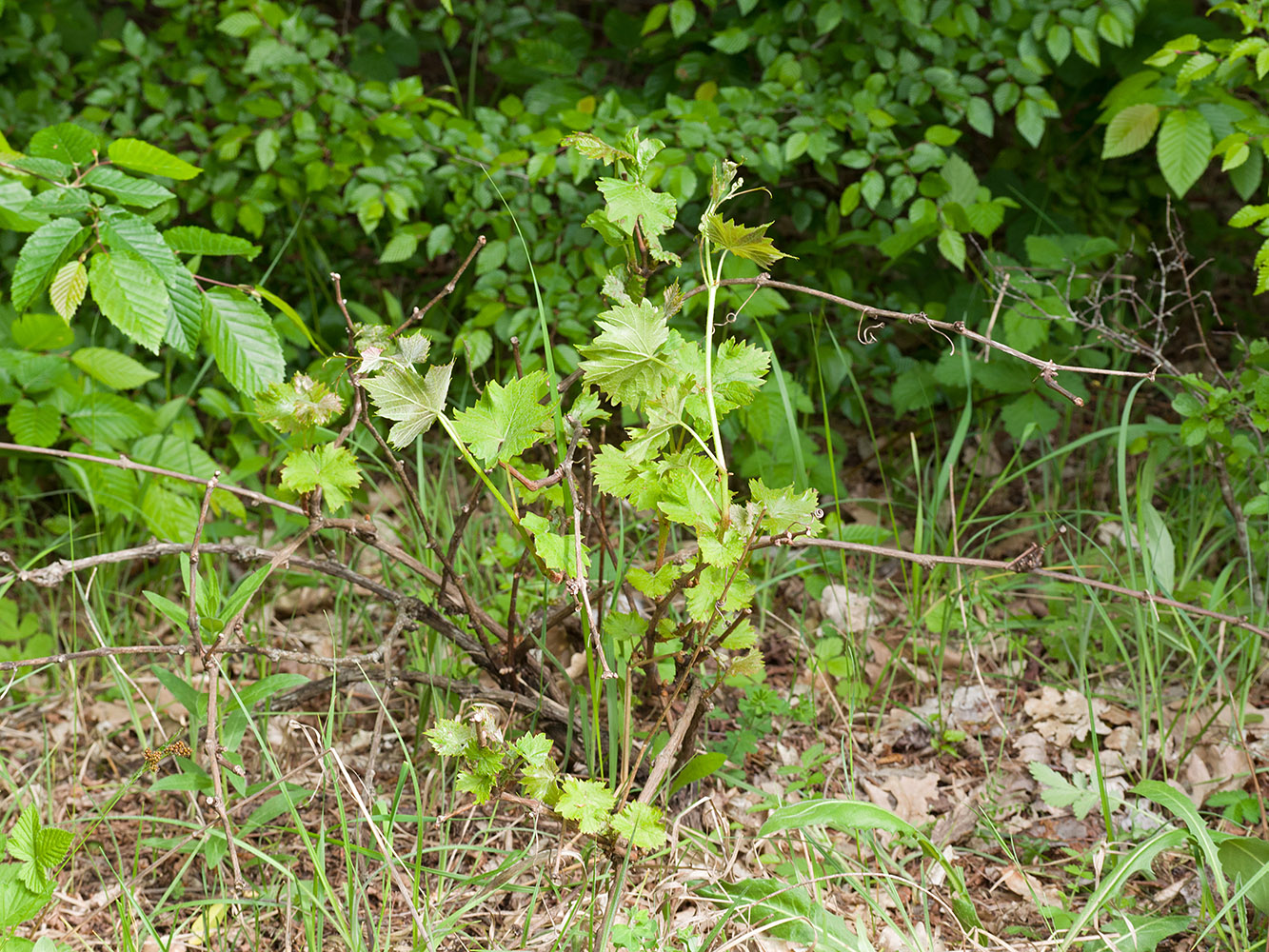Изображение особи Vitis vinifera.