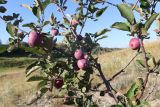 Malus domestica. Часть кроны плодоносящего деревца. ЛНР, г. Луганск, балка Калмыцкий яр, ложбина стока на склоне юго-вост. эксп. 11.07.2026.
