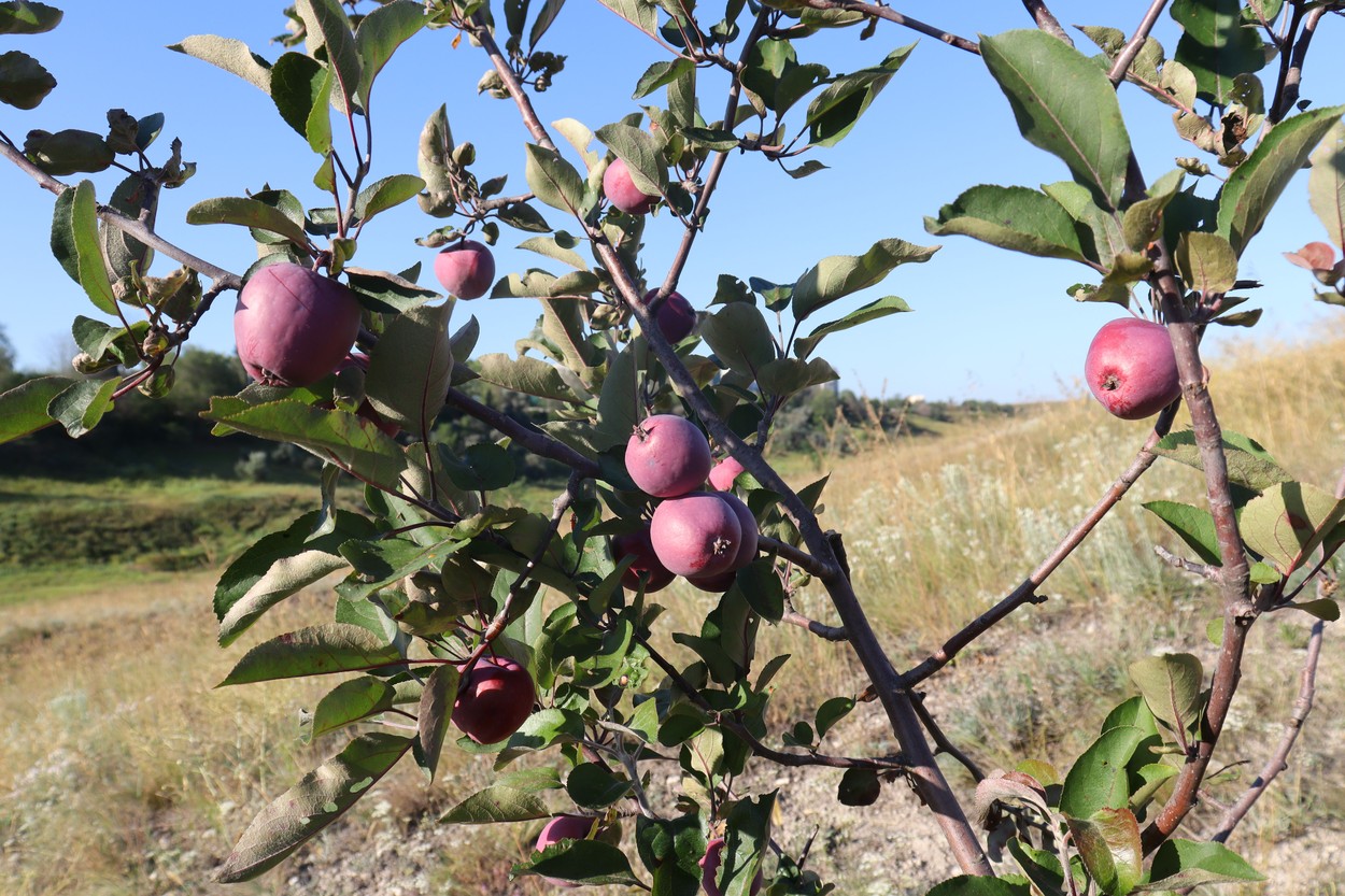 Изображение особи Malus domestica.