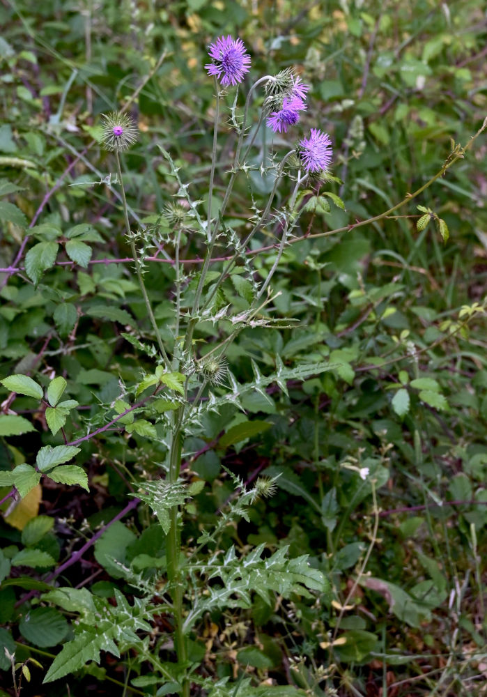 Изображение особи Galactites tomentosus.
