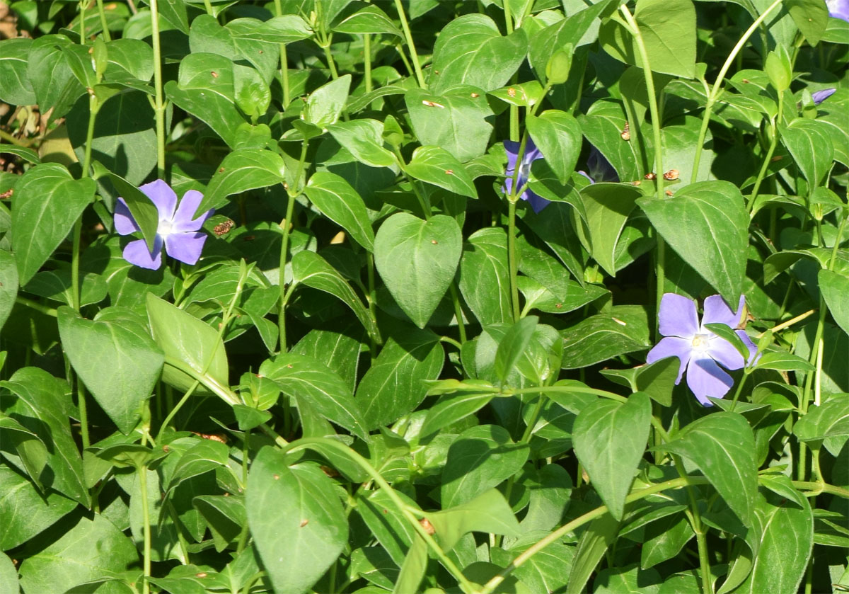 Image of Vinca major specimen.