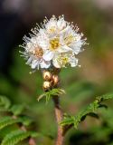 Sorbaria rhoifolia. Соцветие. Хабаровский край, р-н имени Лазо, массив горы Ко, гора Столовая, выс. ≈ 1920 м н.у.м., горная тундра. 02.08.2026.