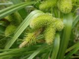 Carex capricornis. Соцветия. Хабаровский край, г. Комсомольск-на-Амуре, берег озера. 20.06.2026.