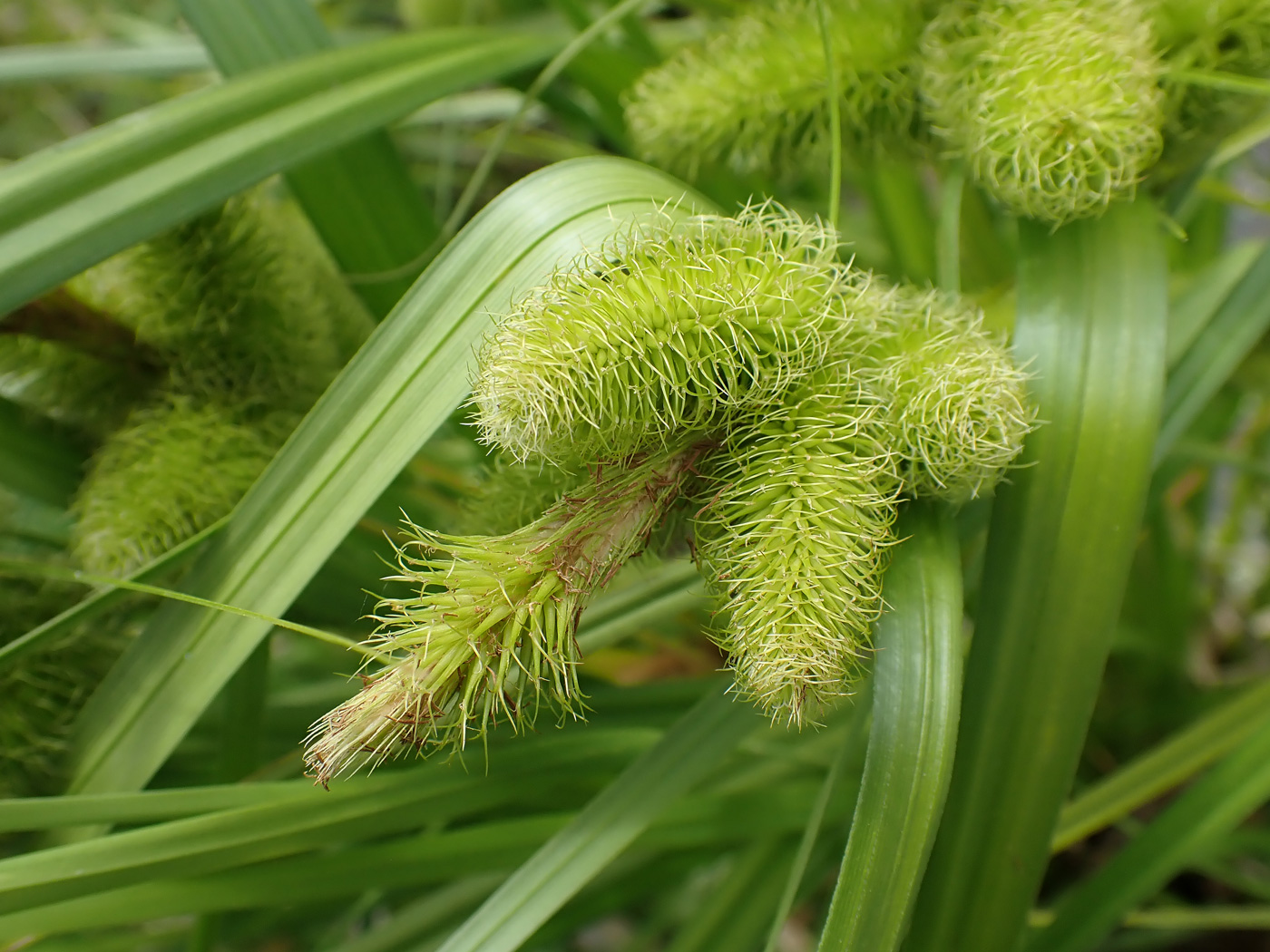 Изображение особи Carex capricornis.
