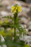Pedicularis condensata. Верхушка цветущего растения. Карачаево-Черкесия, Карачаевский р-н, ущ. ручья Тырменлыкол, 2400 м н.у.м., субальпийский луг. 08.08.2026.