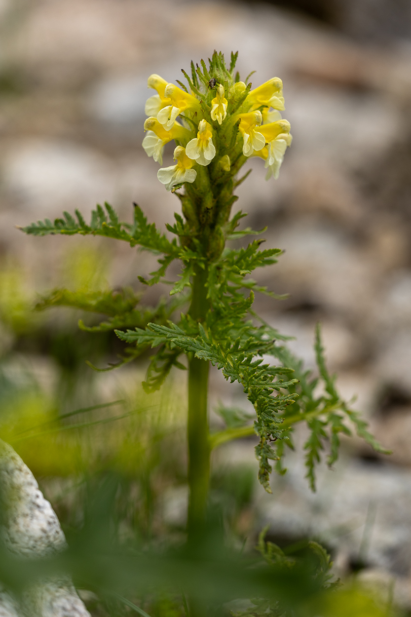 Изображение особи Pedicularis condensata.