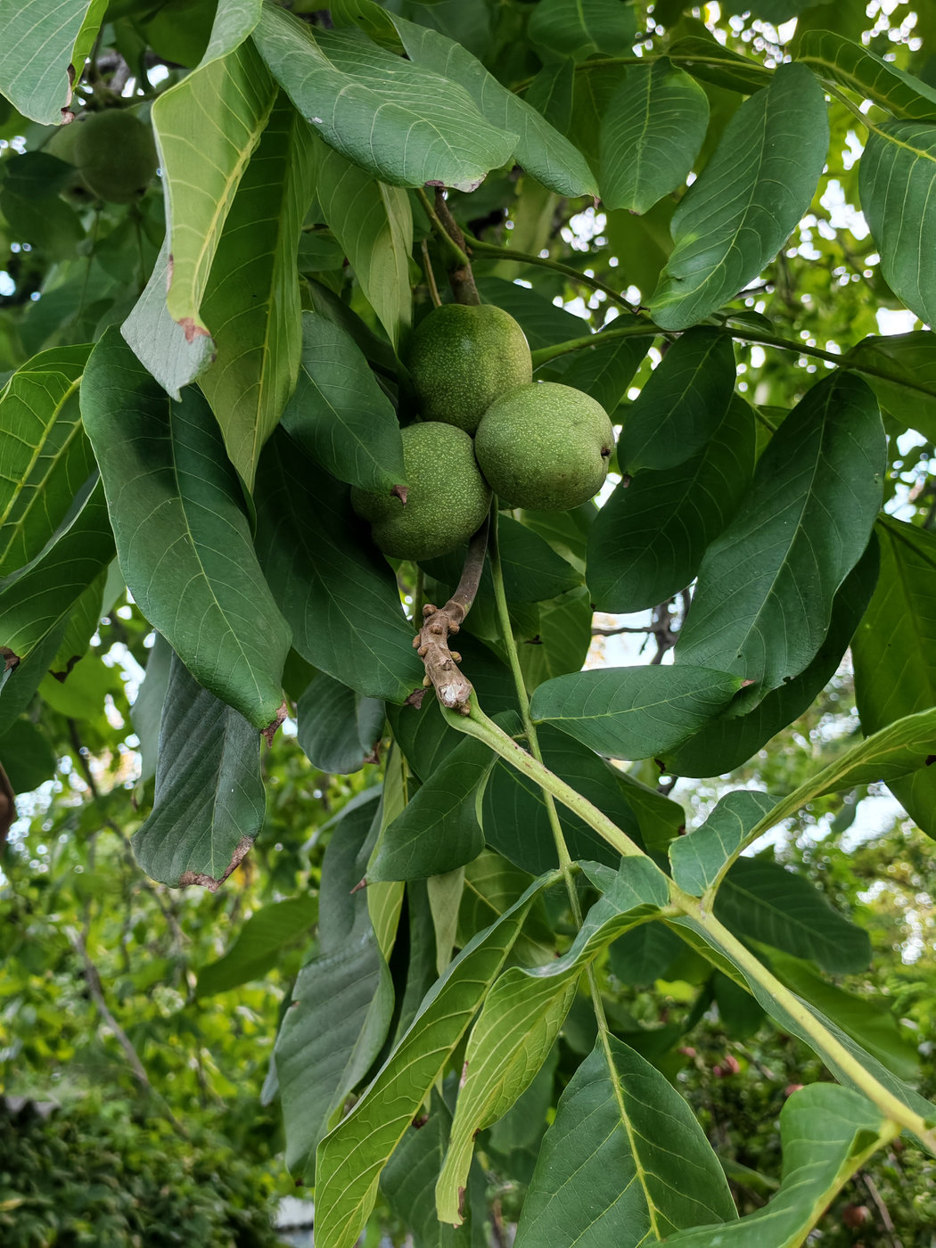 Image of Juglans regia specimen.
