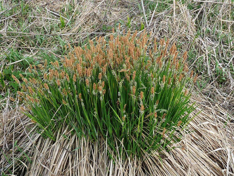 Изображение особи Carex cespitosa.