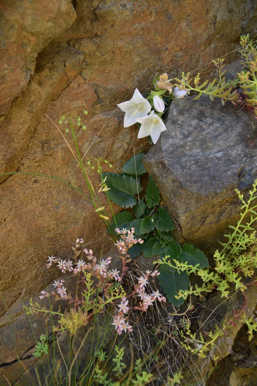 Image of genus Campanula specimen.
