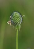 Scabiosa japonica. Соплодие. Нижегородская обл., в культуре. 01.07.2026.