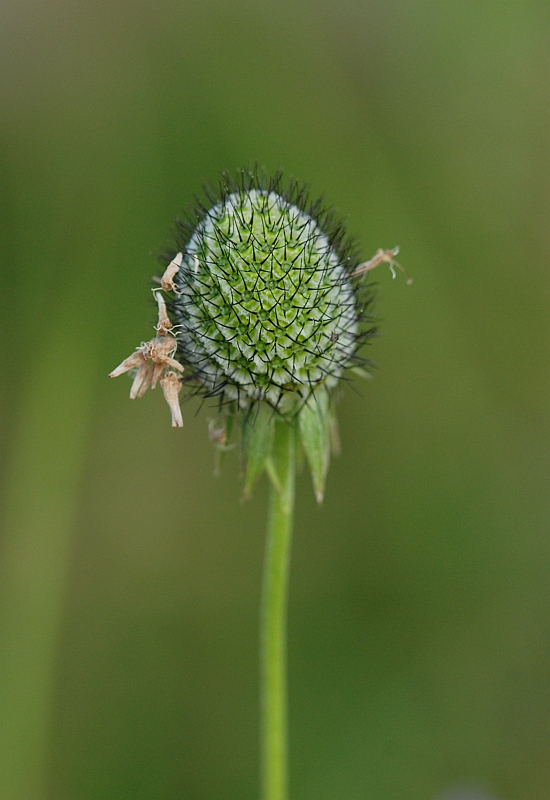 Image of Scabiosa japonica specimen.