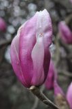 род Magnolia