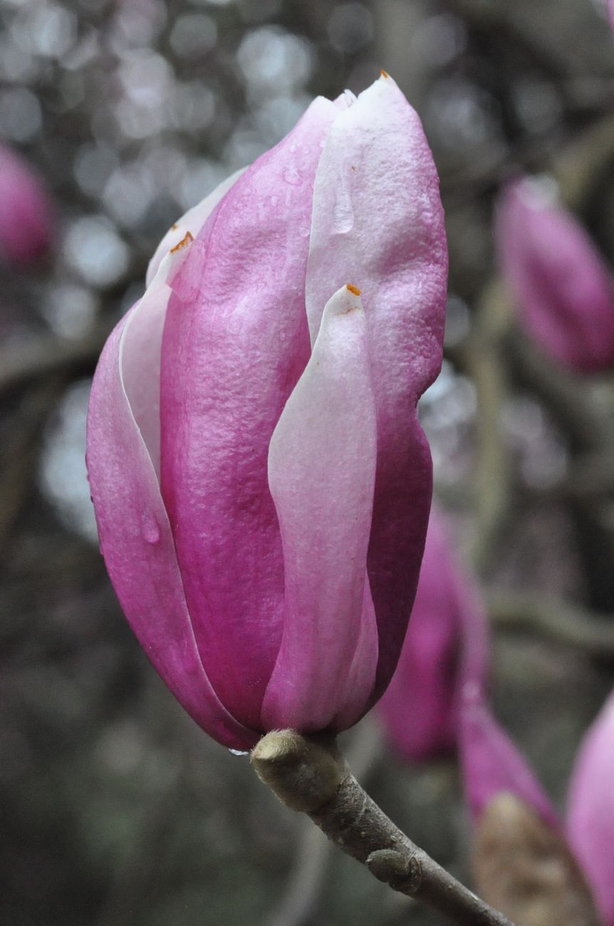 Изображение особи род Magnolia.