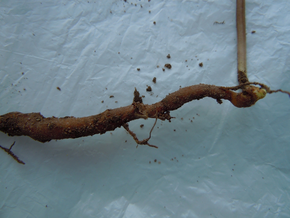 Image of Anemone ranunculoides specimen.